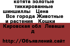 котята золотые тиккированные шиншиллы › Цена ­ 8 000 - Все города Животные и растения » Кошки   . Кировская обл.,Леваши д.